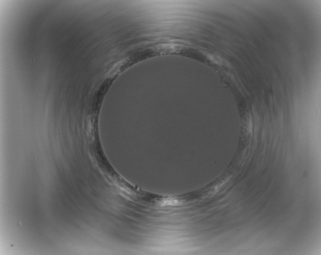 X0000066490759200603201257