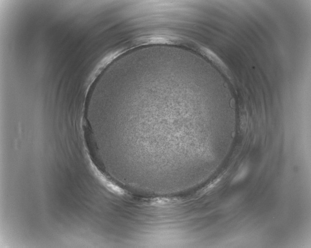 X0000066490938200603201253