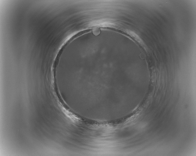 X0000066491031200603201251