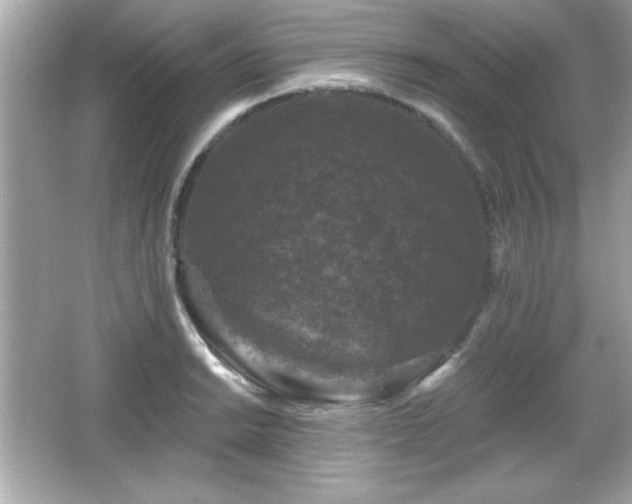 X0000066491038200603201252