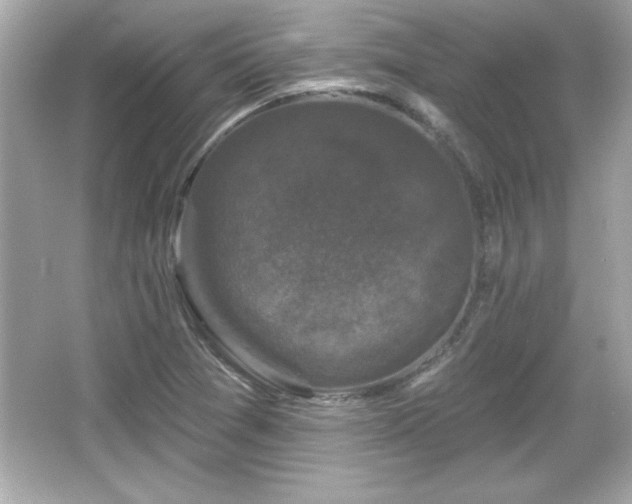 X0000066491361200603201246