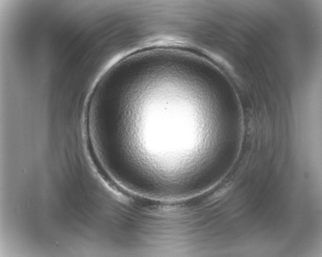 X0000066491375200603201246