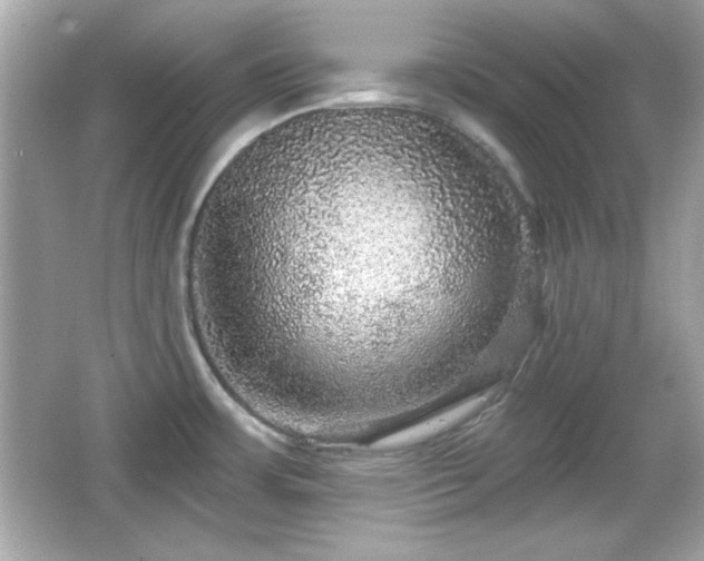X0000066491483200603201244
