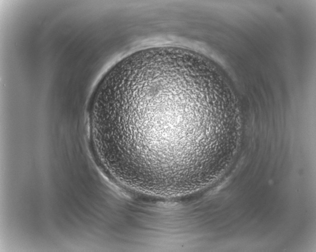 X0000066491509200603201243