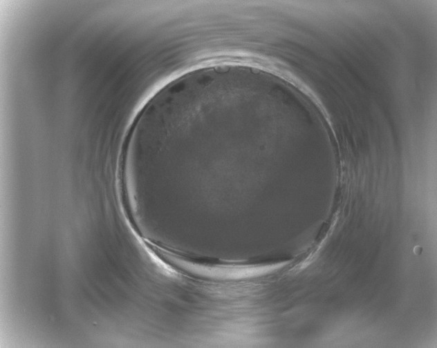 X0000066491533200603201244