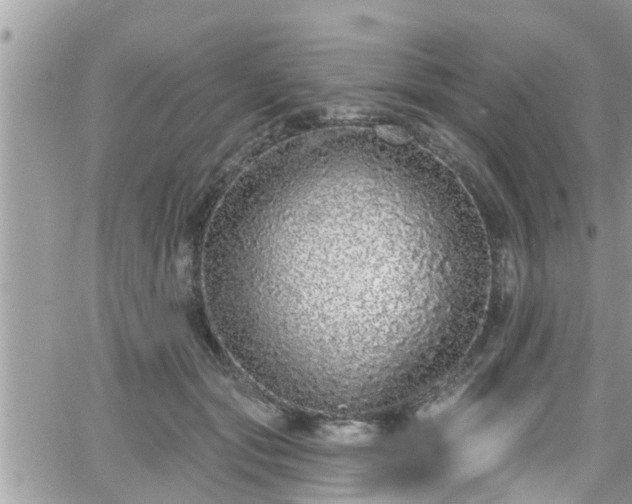 X0000066490557200603241119