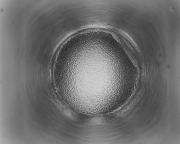 X0000066491268200603241108
