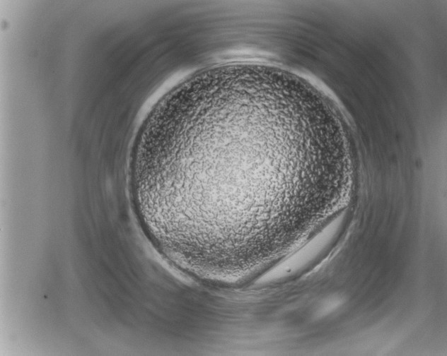 X0000066491333200603241107