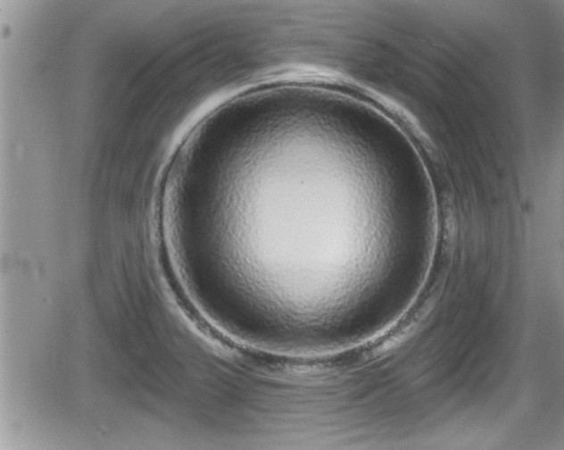 X0000066491375200603241106