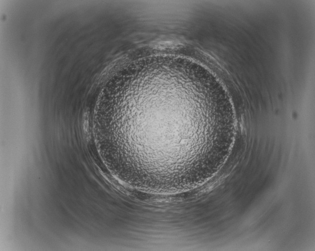 X0000066491396200603241105