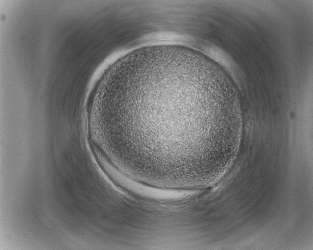 X0000066491472200603241104