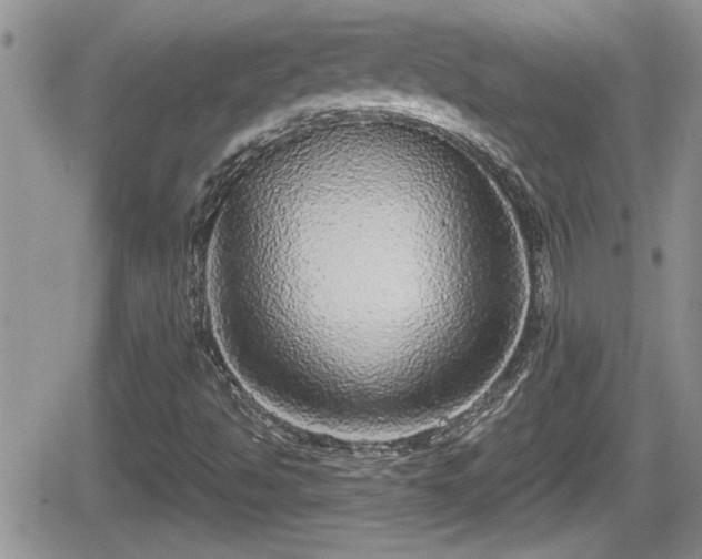 X0000066491494200603241103