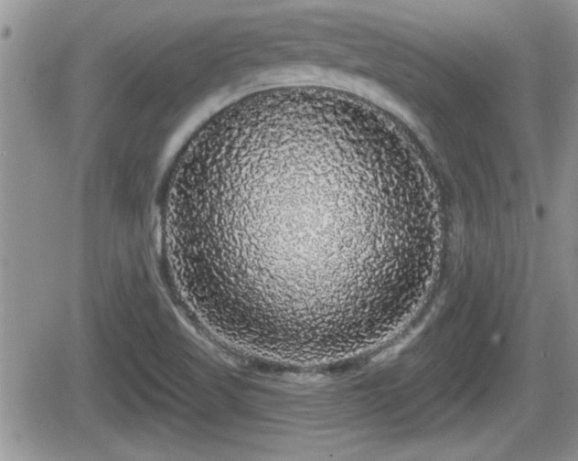 X0000066491509200603241103