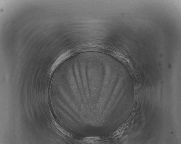 X0000066490051200603311650