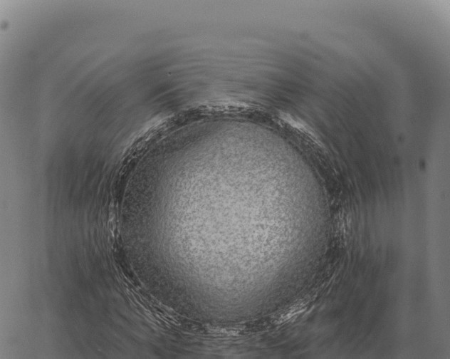 X0000066490870200603311637