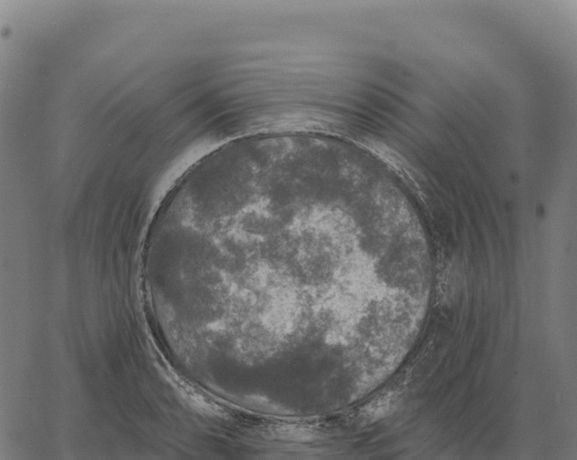 X0000066491086200603311633