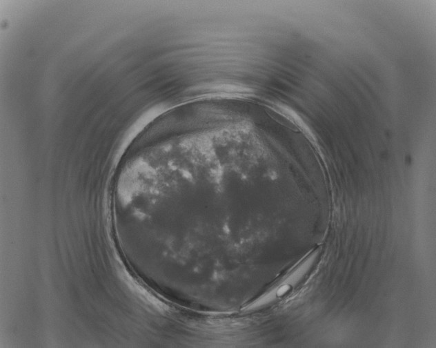 X0000066491243200603311631