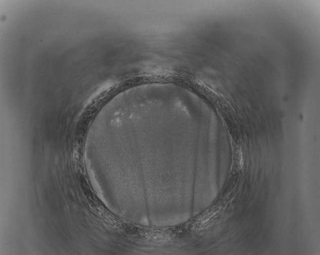 X0000066491254200603311631