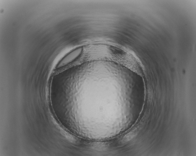 X0000066491424200603311628