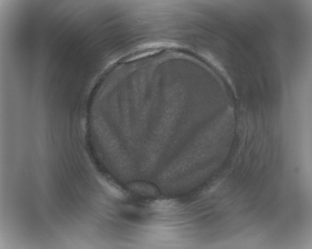 X0000066490063200604072225