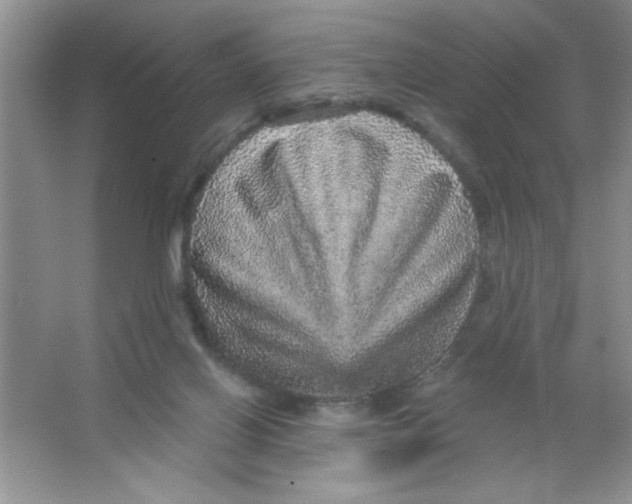 X0000066490070200604072226