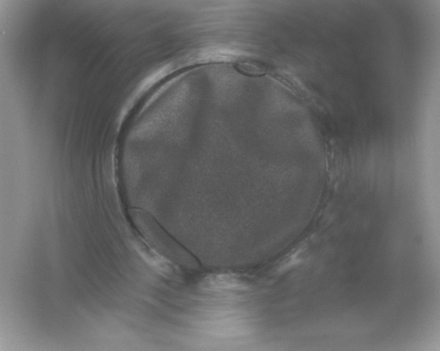X0000066490244200604072222