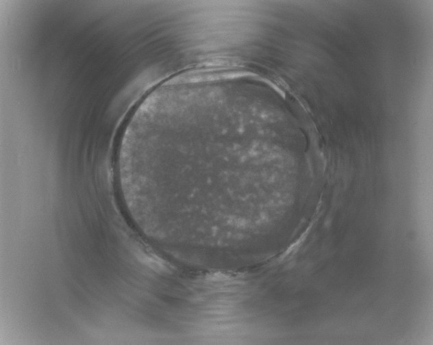 X0000066490290200604072222