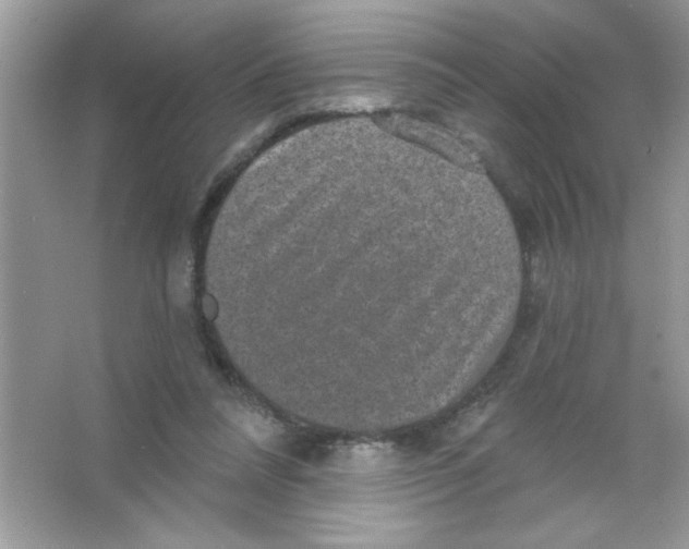 X0000066490304200604072222