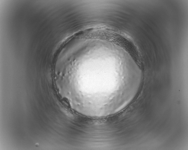 X0000066490345200604072221
