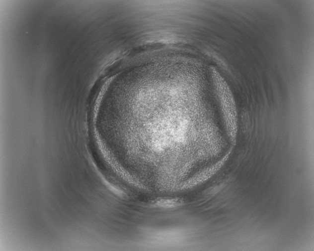 X0000066490638200604072216