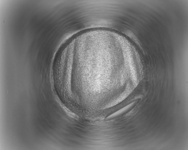 X0000066491072200604072209