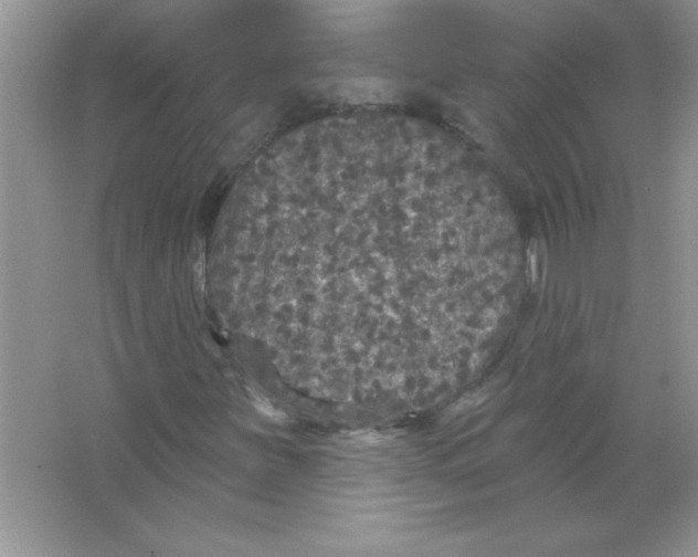X0000066491251200604072206