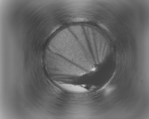 X0000066491305200604072204