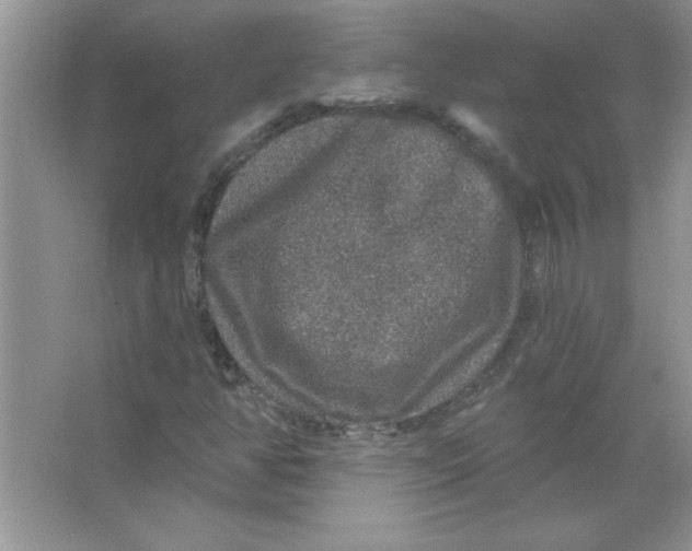 X0000066491350200604072204