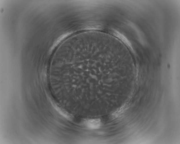 X0000066500155200603171157