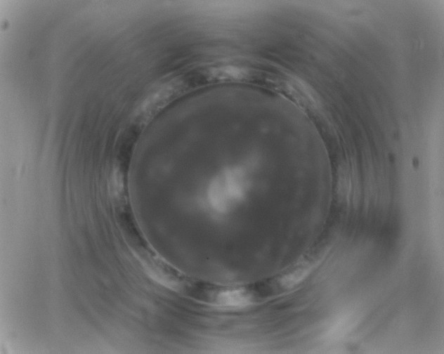 X0000066500173200603171157