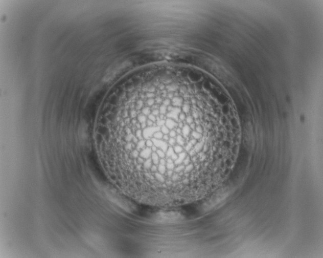 X0000066500270200603171156