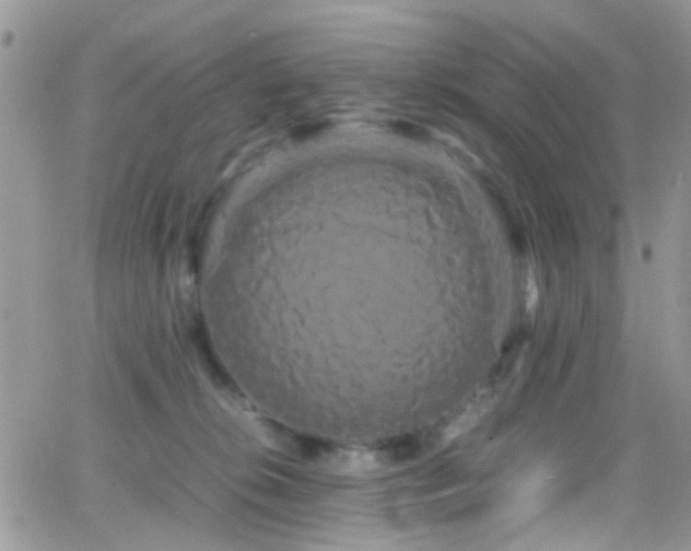 X0000066500276200603171156