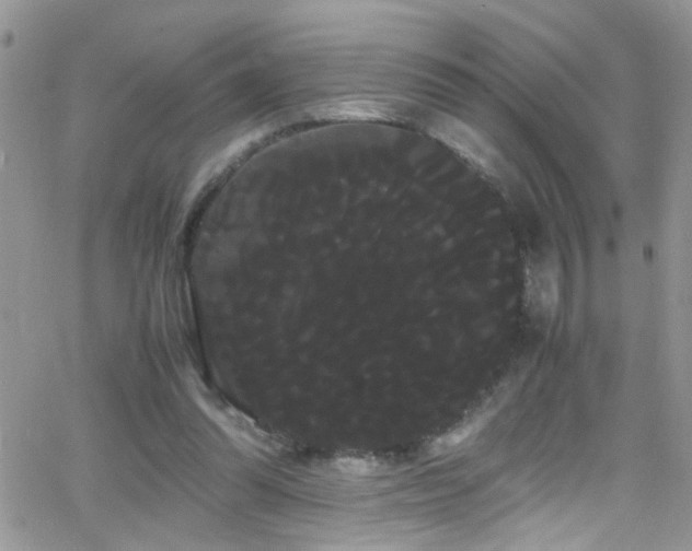 X0000066500302200603171155