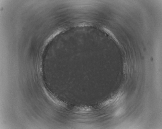 X0000066500443200603171152