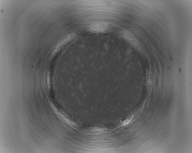 X0000066500494200603171152