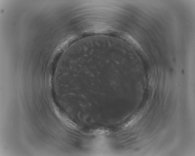 X0000066500542200603171151