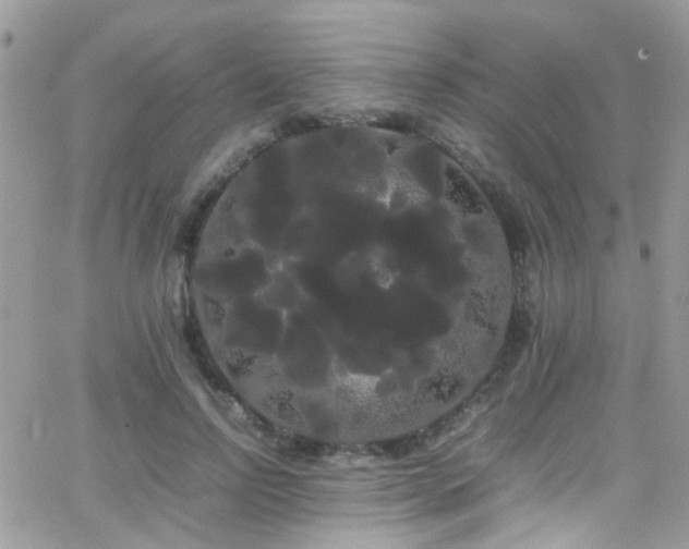 X0000066500742200603171148