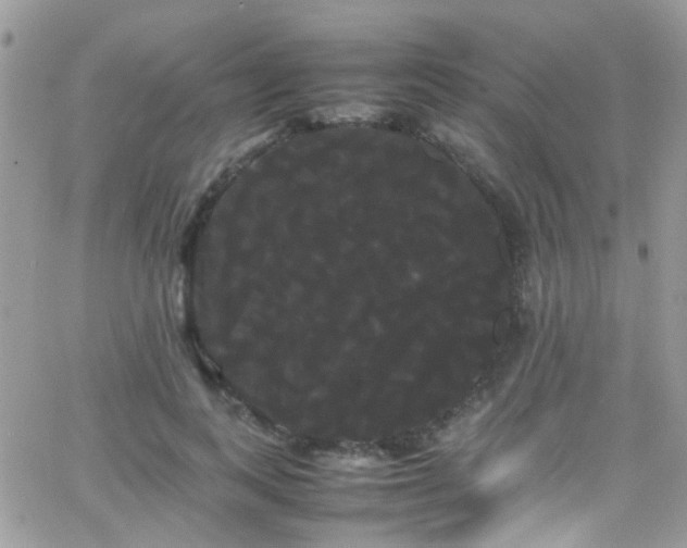 X0000066500743200603171148