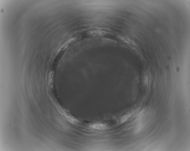 X0000066500759200603171148