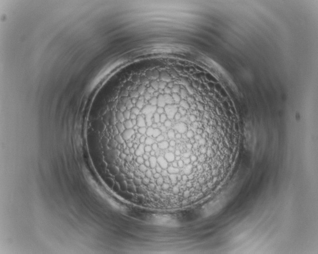 X0000066500794200603171147