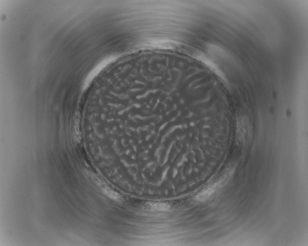 X0000066500878200603171145
