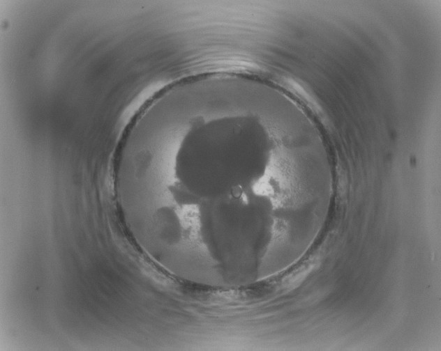 X0000066500883200603171145