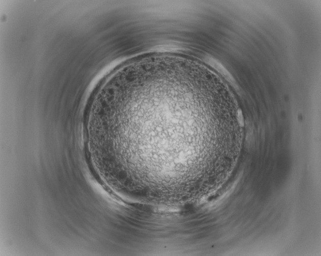 X0000066500939200603171144