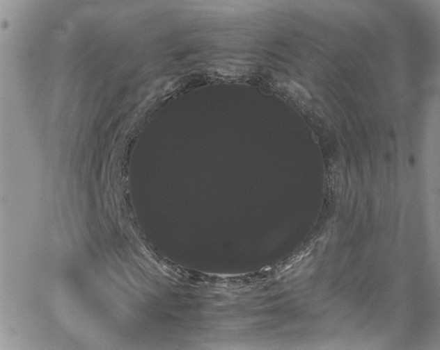 X0000066501009200603171142